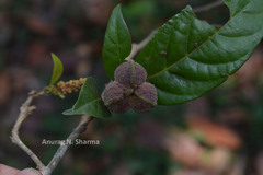 Epiprinus mallotiformis